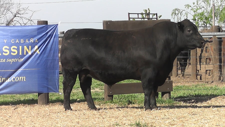 Lote TOROS ANGUS PP