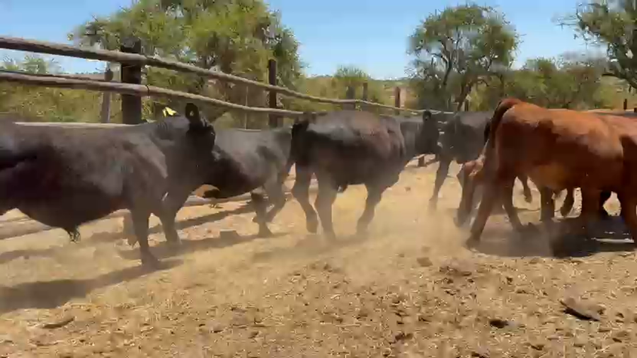 Lote 35 Ternero en Región Metropolitana, San Pedro