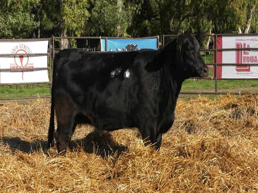 Lote VAQUILLONAS ANGUS  PP