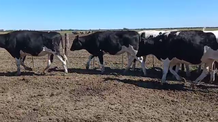 Lote Vaquillonas Para Entorar - Esther Perren