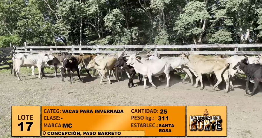 Lote Lote 17