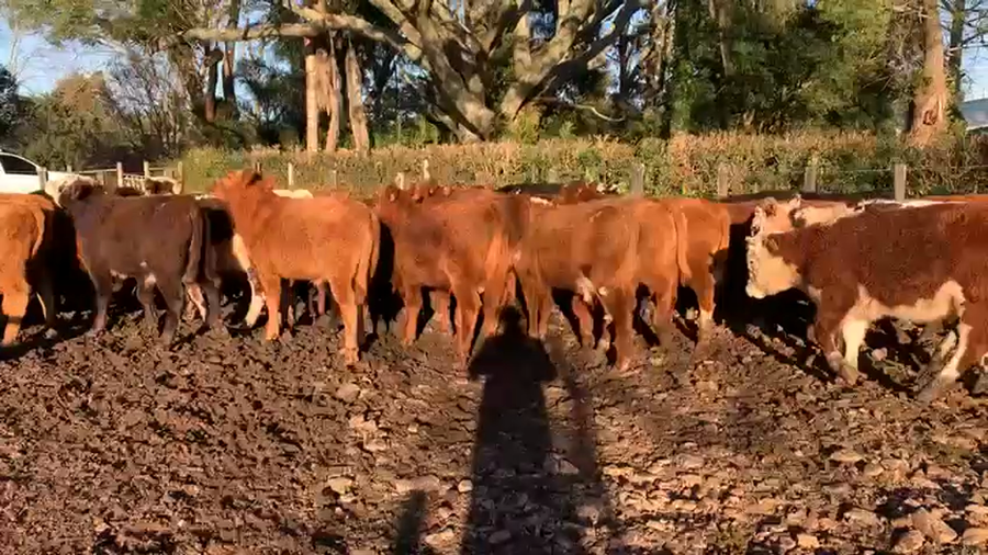 Lote NOVILLOS 1 A 2 AÑOS