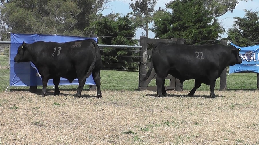 Lote TOROS ANGUS PURO CONTROLADO