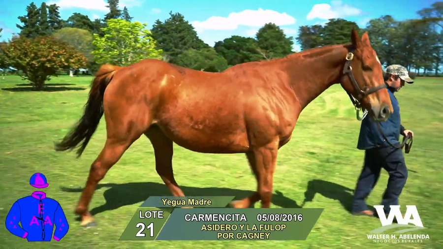 Lote CARMENCITA