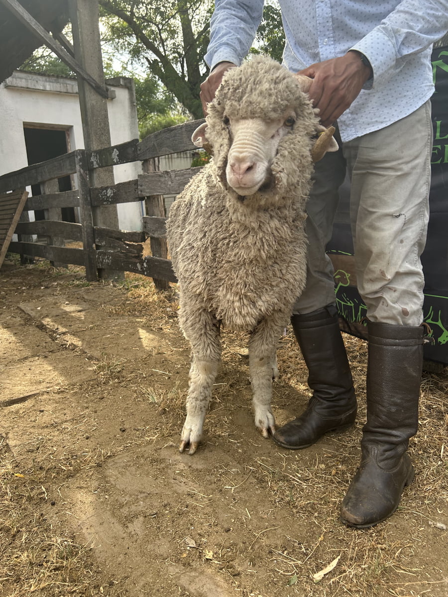 Lote Borrego 2D (MO: Si)