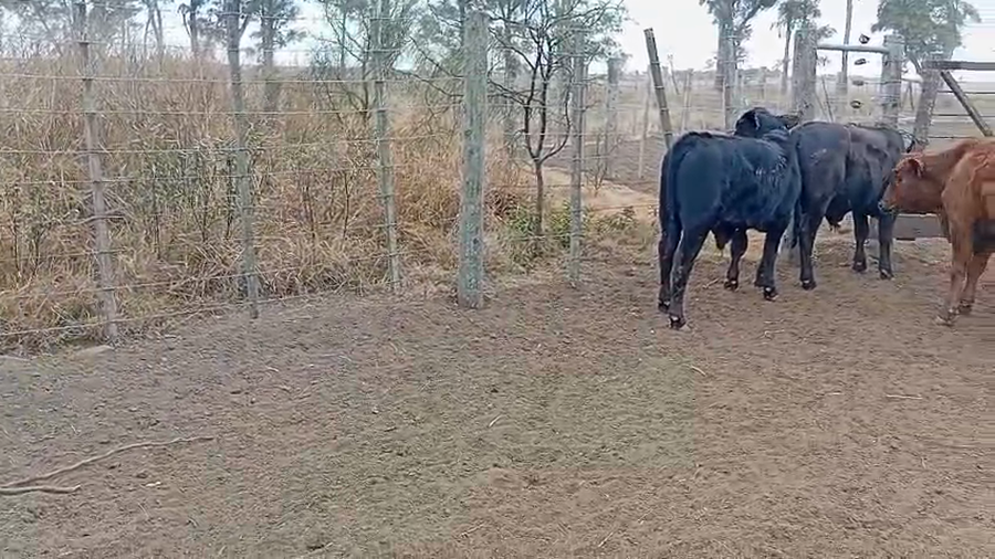 Lote 85 Novillitos