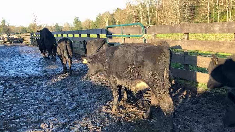 Lote 25 Ternero en Puyehue, X Región Los Lagos