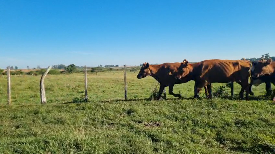 Lote 25 Vacas de invernar en Corrientes, Monte Caseros