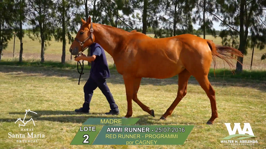 Lote AMMI RUNNER