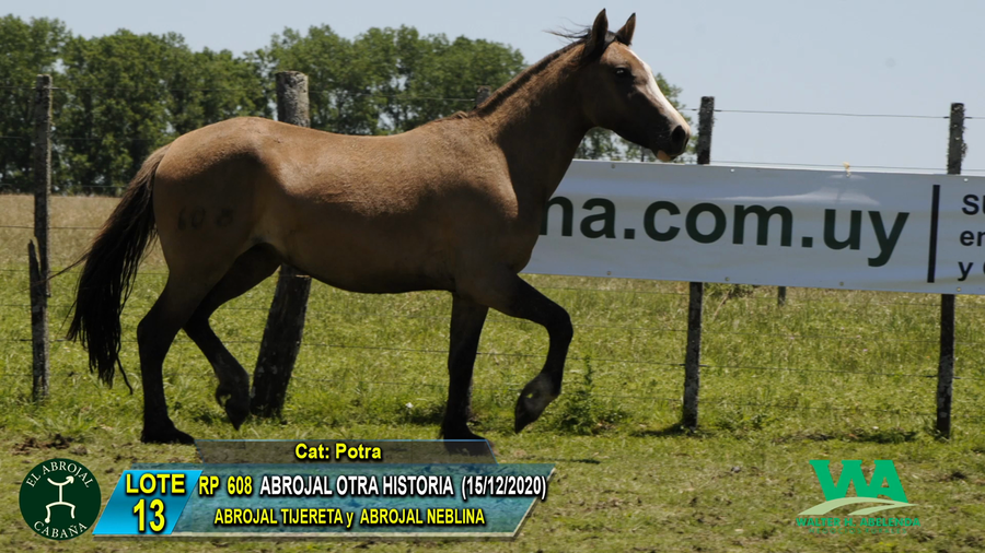 Lote ABROJAL OTRA HISTORIA