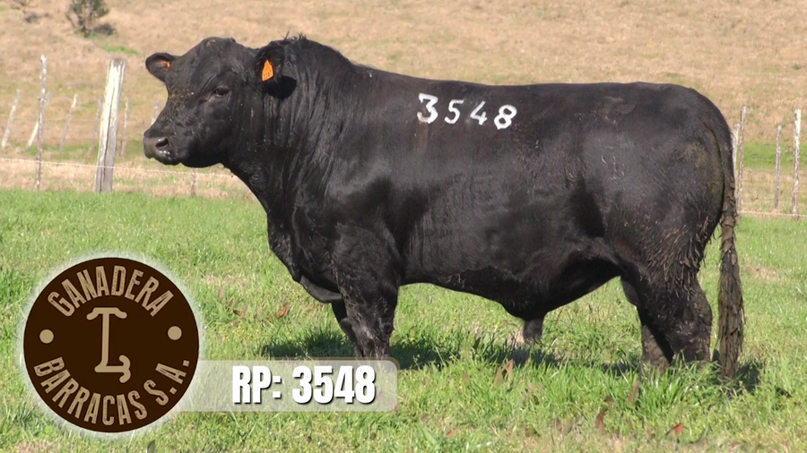 Lote Toros a remate en Ganadera Barracas S.A en Caraguata