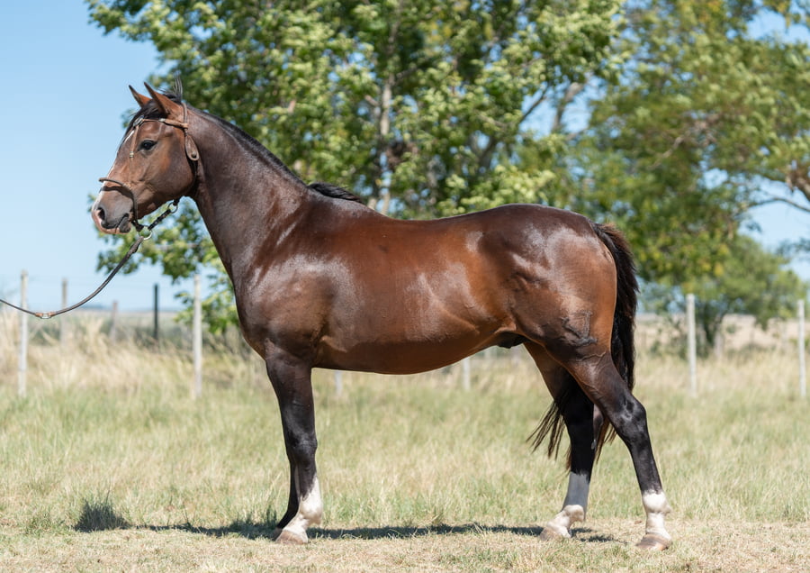 Lote Averías Capitán