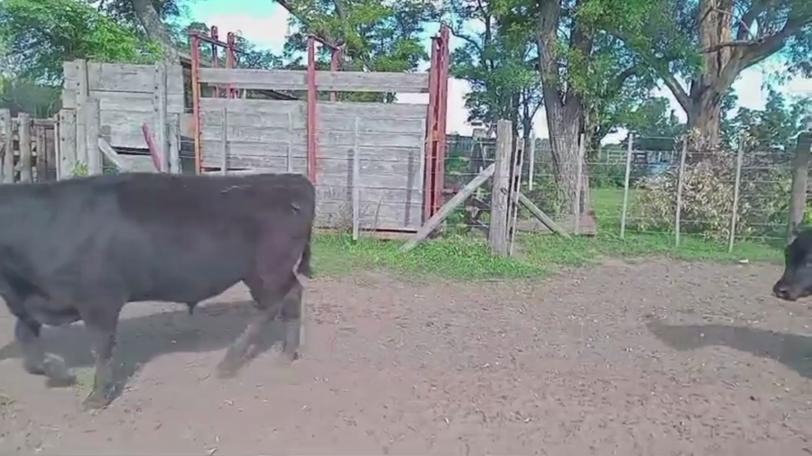 Lote 70 TERNS. MACHOS, CARLOS TEJEDOR, BS. AS.