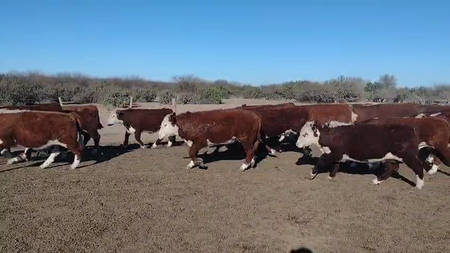 Lote 100 Terneros en Beazley, San Luis