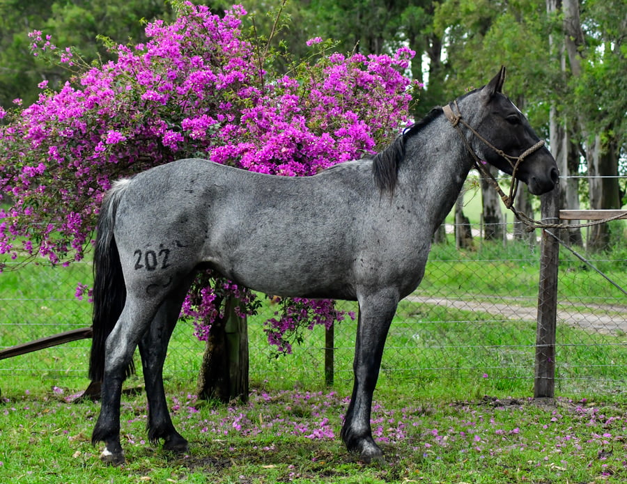 Lote Toro Don Salvador