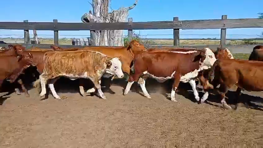 Lote 76 Terneras