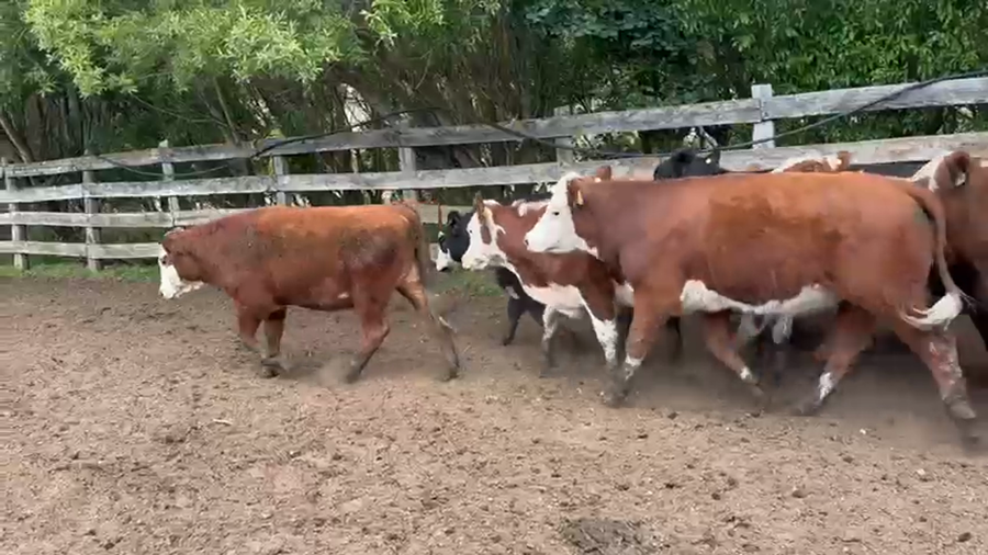 Lote 45 Novillo Engorda en Coyhaique, XI Región Aysén