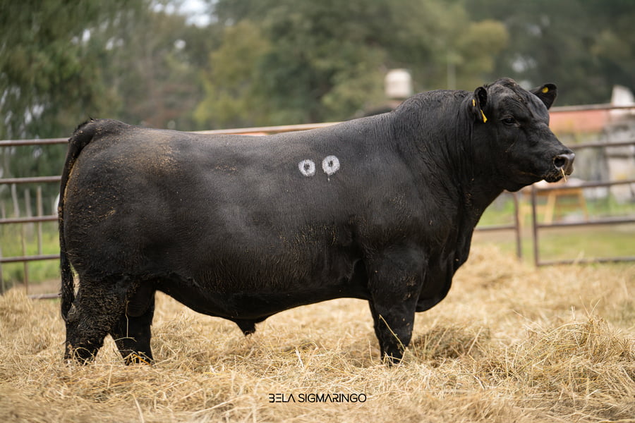 Lote TOROS ANGUS  PP