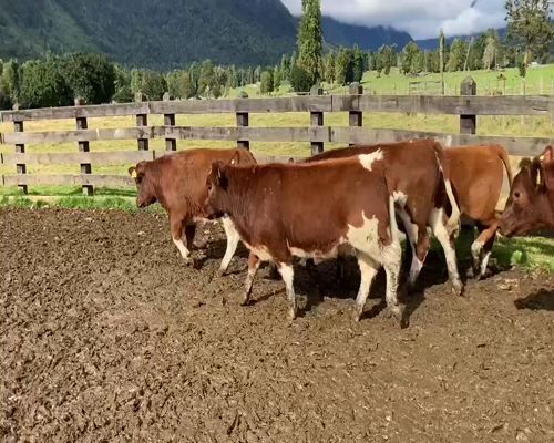 Lote 48 Ternera en XI Región Aysén, Cisnes