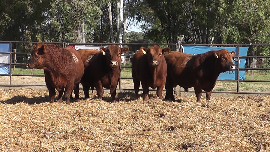 Lote TOROS ANGUS COLORADOS PC