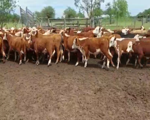 Lote 104 Terneros en Curuzú-Cuatiá, Corrientes