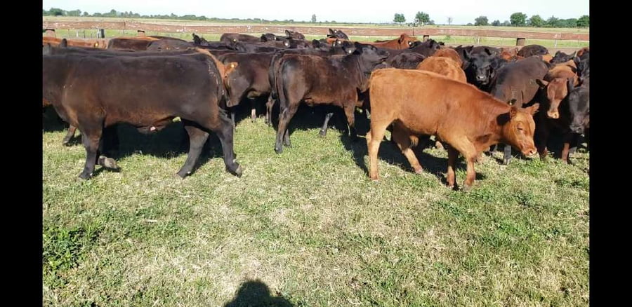 Lote 59 Terneros/as en Villaguay, Entre Ríos