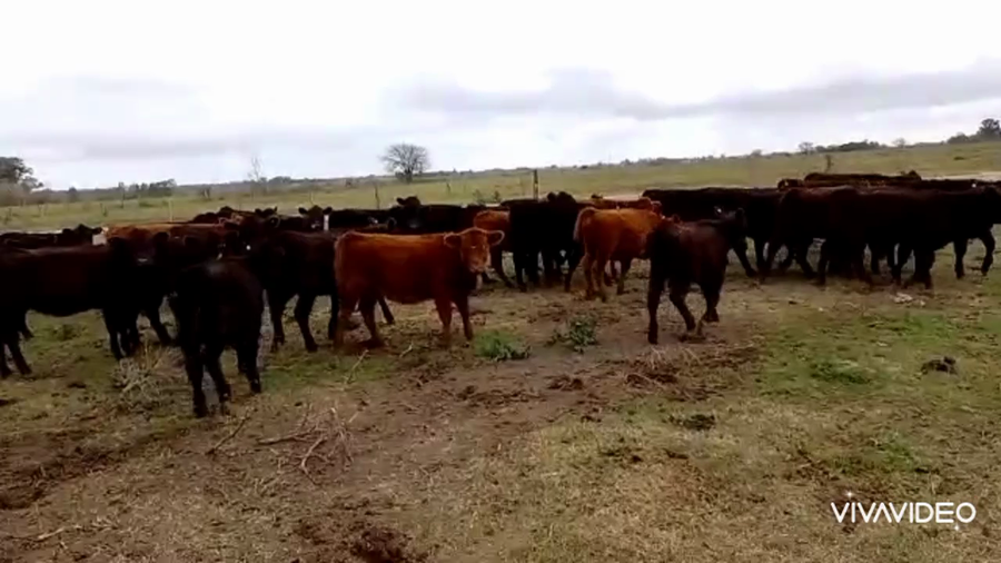 Lote 62 Terneras en San Andrés de Giles, Buenos Aires