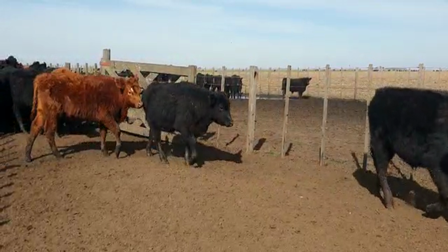 Lote 60 Terneros en Benito Juárez, Buenos Aires
