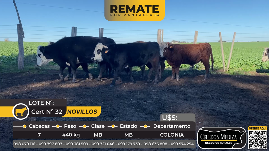 Lote 7 Novillos en La Horqueta, Colonia