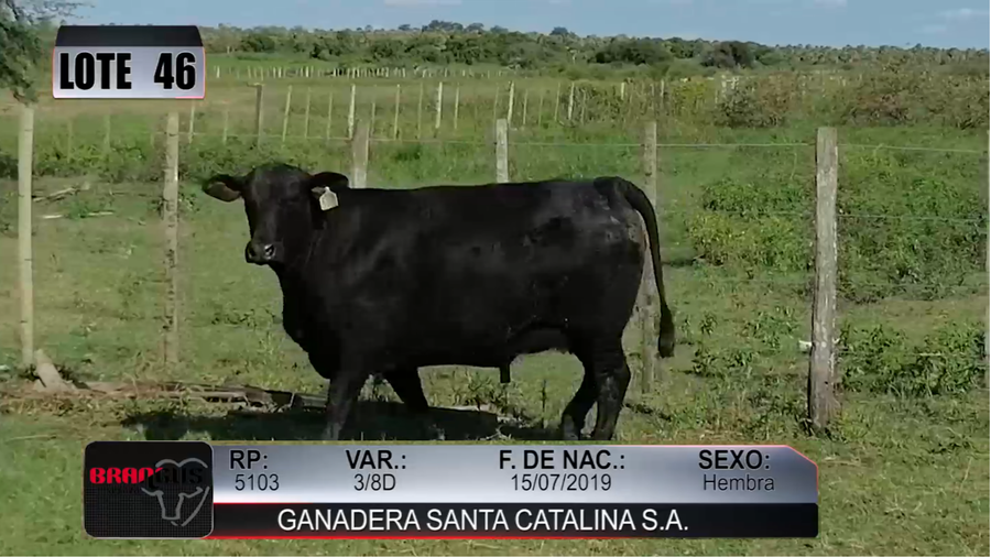 Lote Nacional de Otoño Brangus Campo - Lote 46