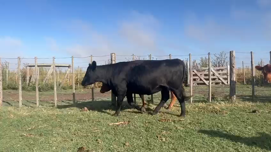 Lote 26 Vacas nuevas C/ gtia de preñez