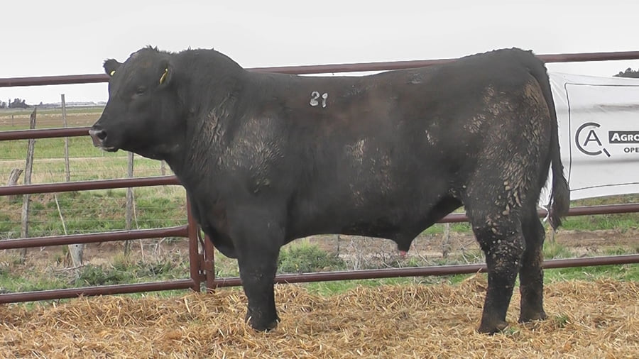 Lote "Toros ""SANTA ROSA"""