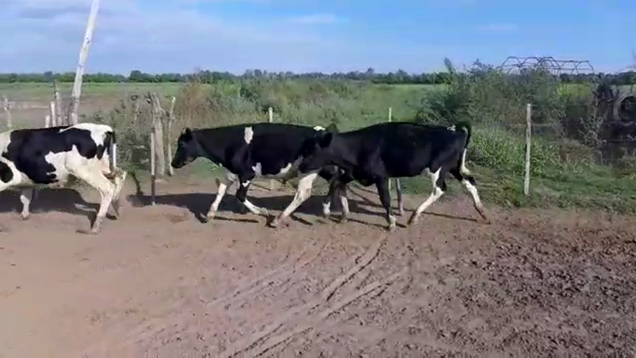 Lote 12 Terneros en Santa Fe, Sunchales