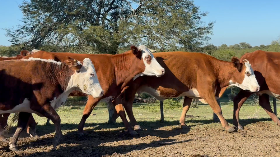 Lote 35 Vacas de invernar en Corrientes, Curuzú-Cuatiá