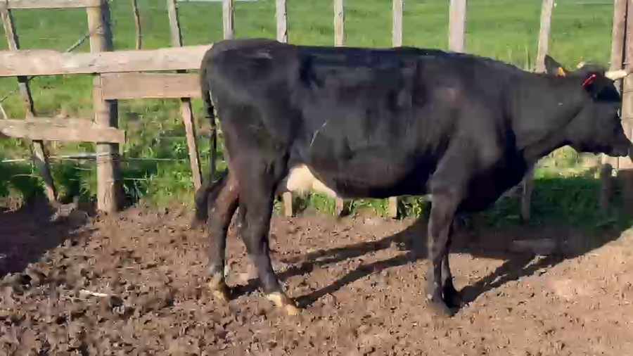 Lote Vaquillonas  a remate en Pantalla Camy 400kg - , San José