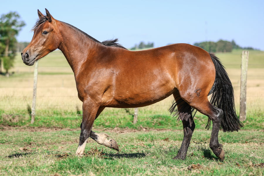 Lote LA ELEGIDA DE LA SERENA