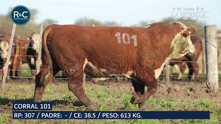 Lote Toro Hereford