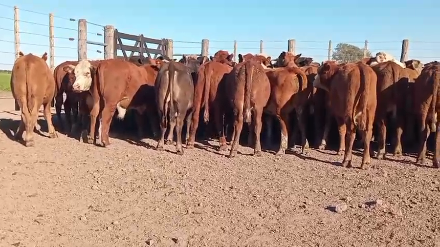 Lote 65 Novillos