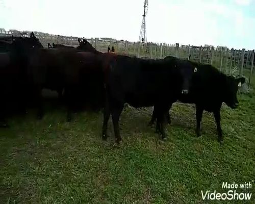 Lote 30 Vaquillonas en Laprida, Buenos Aires