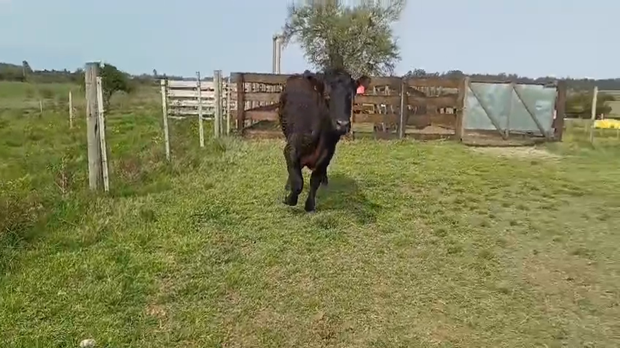 Lote (Vendido)Toros ANGUS a remate en #49 Pantalla Carmelo en PLAYA FOMENTO