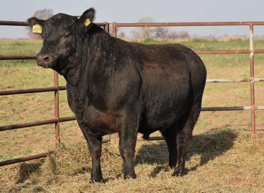 Lote TOROS (Corral 20)