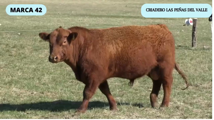 Lote 1 Toro en Coyhaique, XI Región Aysén