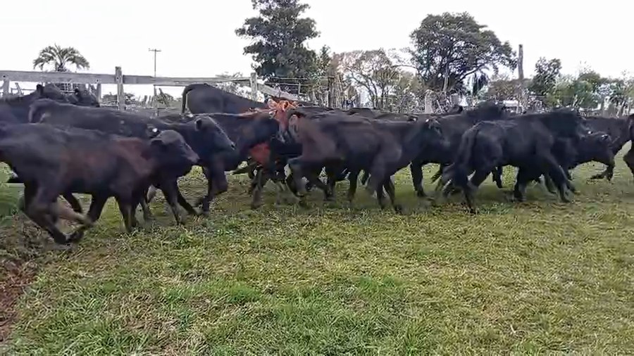 Lote 62 Terneros/as en Corrientes, Goya