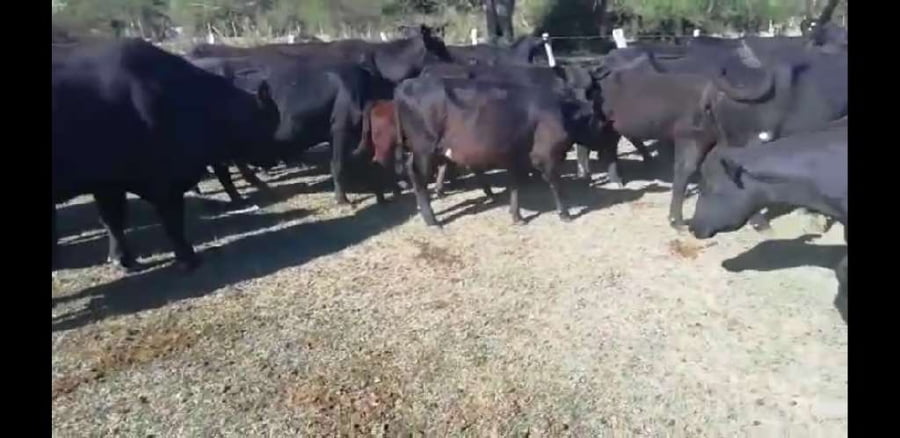 Lote 27 Vacas nuevas C/ cria en Villaguay, Entre Ríos