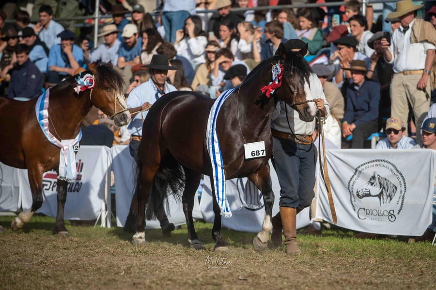 Lote EMBRIONES TARANTULA Y OLIMPICA
