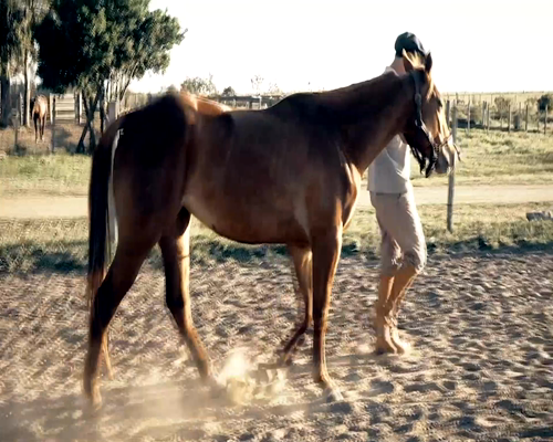 Lote DUQUEZA LAS NENAS