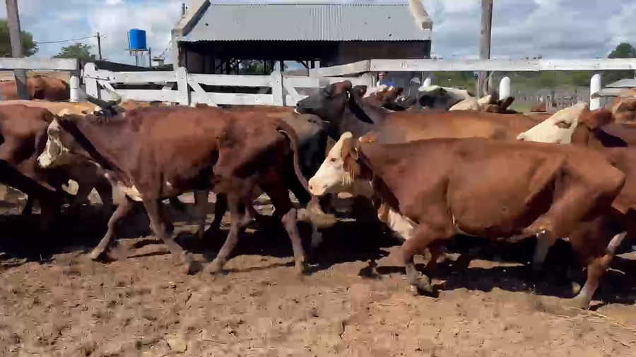 Lote 29 Vacas p/ invernar en Corrientes, Bella Vista