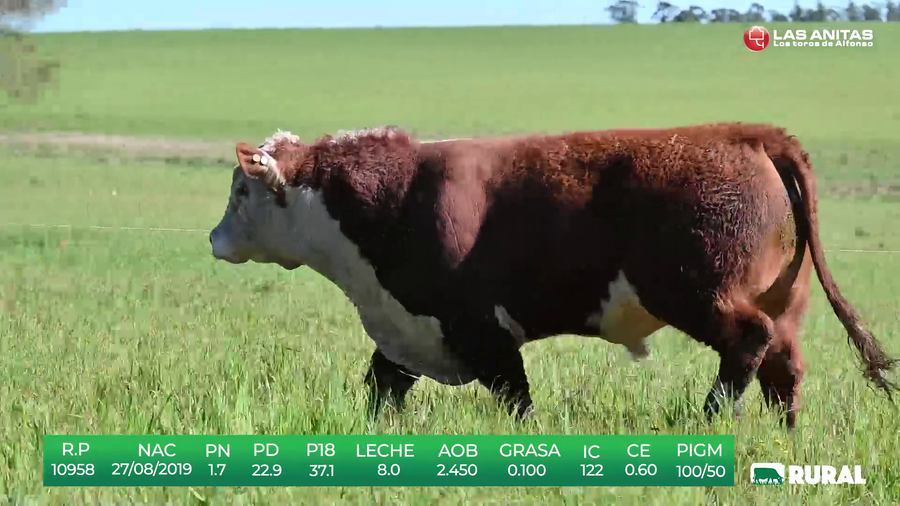 Lote TOROS POLLED HEREFORD