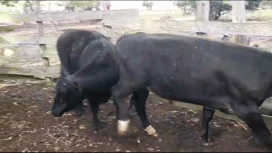 Lote Novillos 1 a 2 Años