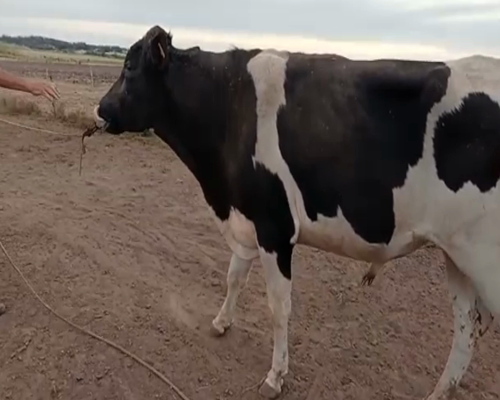 Lote (Vendido)Toros a remate en 2da Pantalla ENTRE MARTILLOS 600kg -  en COLONIA DE AMON
